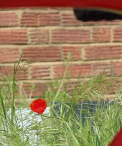 Ridley Fenix Slic Dream Build